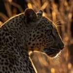 Kavinga Safari Camp