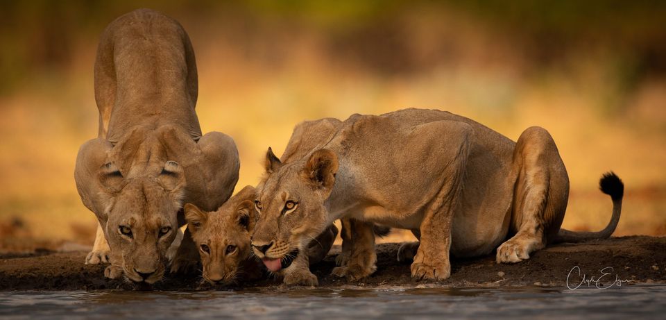 Kavinga Safari Camp