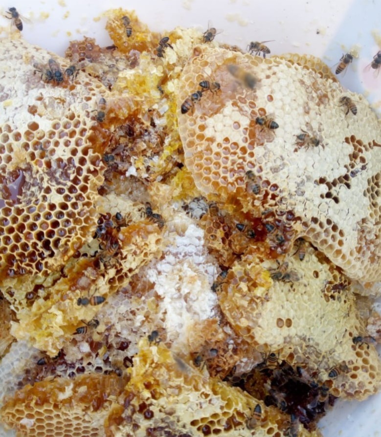Elco Bees